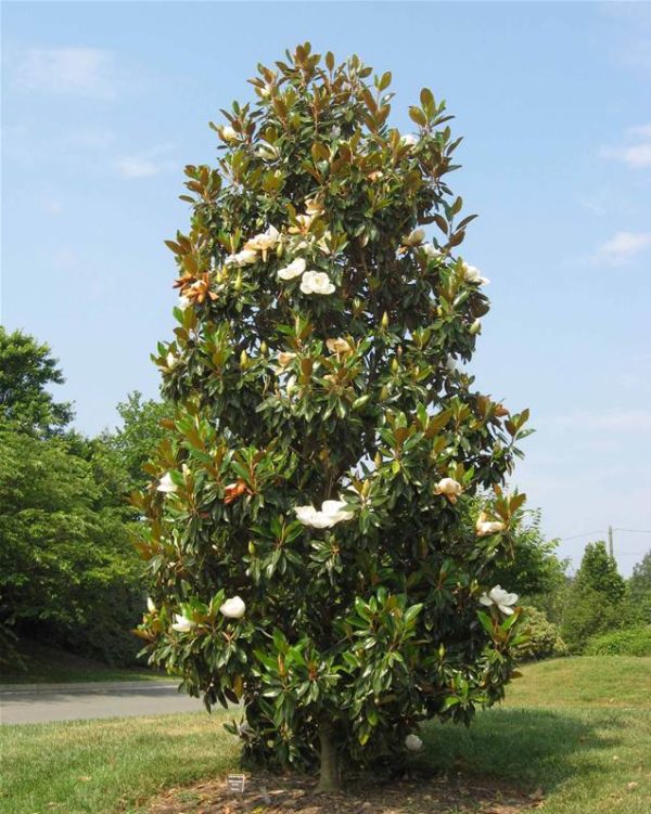 011954-Magnolia-grandiflora_1x800