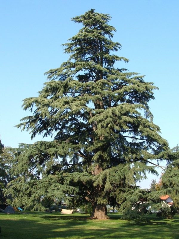 1200px-Pedrengo_cedro_nel_parco_Frizzoni