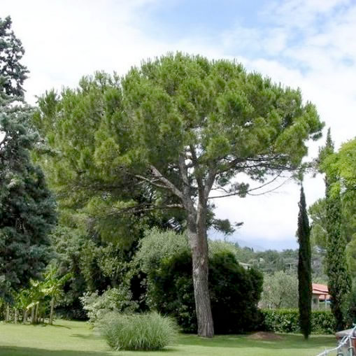 Pinus-pinea-Pino-Domestico-Riva-piante