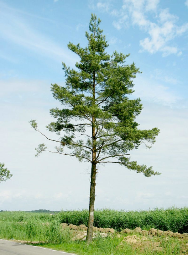 Pinus_sylvestris_Łazy_2013-07_03