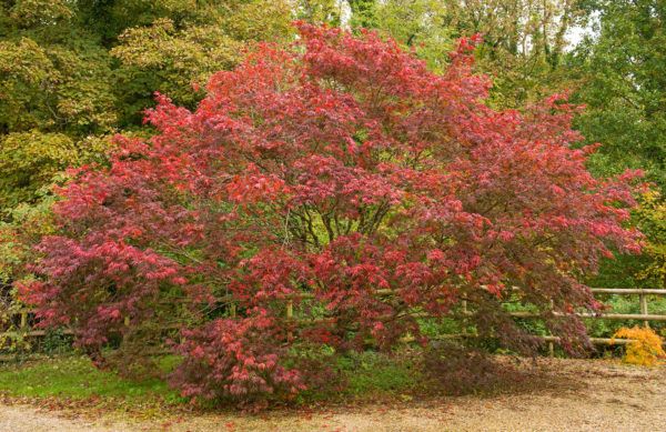 acero-palmatum_riva_piante
