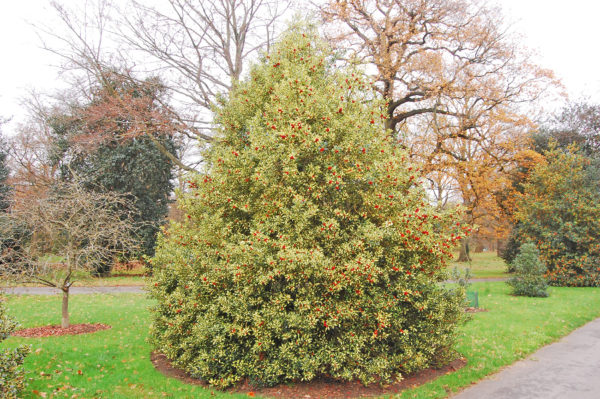 ilex-aquifolium-silver-milkmaid