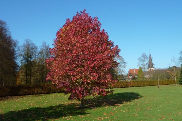 liquidambar_styraciflua_palo_alto_-