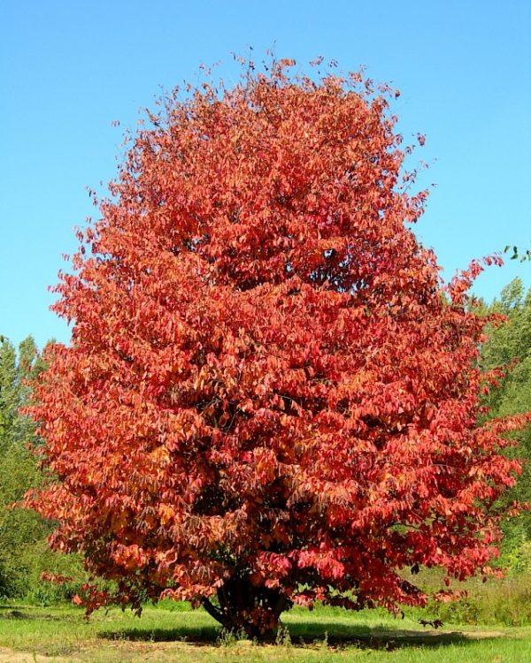 medium_parrotia_persica_1