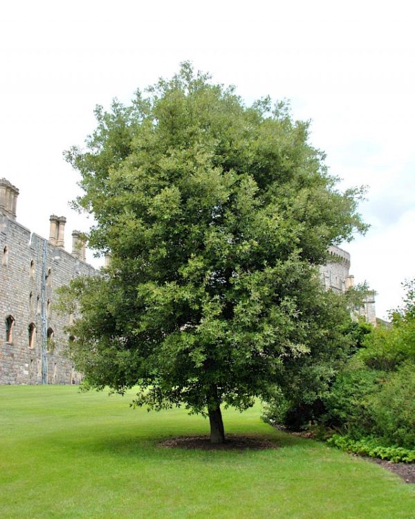 medium_quercus_ilex