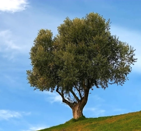 olivo_riva_piante