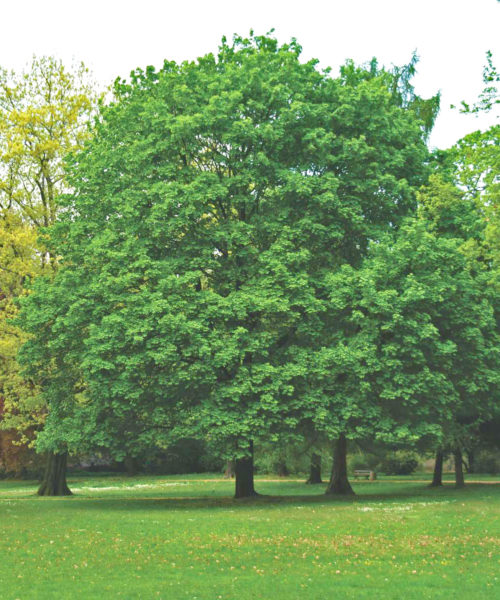 riva-piante-ACER PLATANOIDES riva-piante-ACER PLATANOIDES