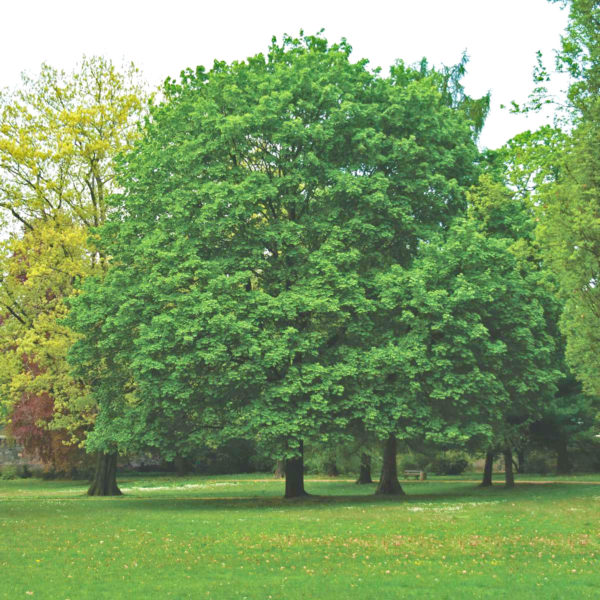 riva-piante-ACER PLATANOIDES
