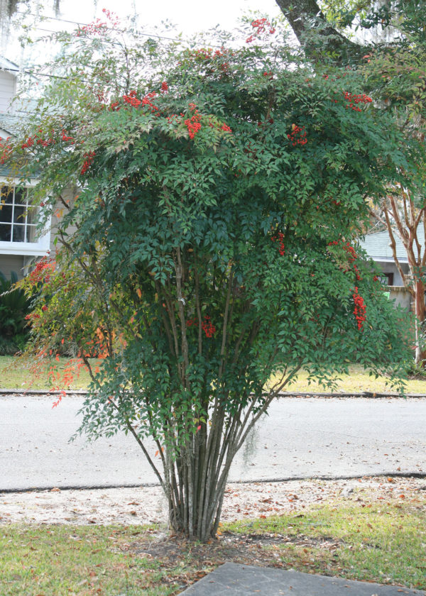 sg20170206_nandina