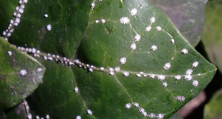 Cocciniglia_riva_piante