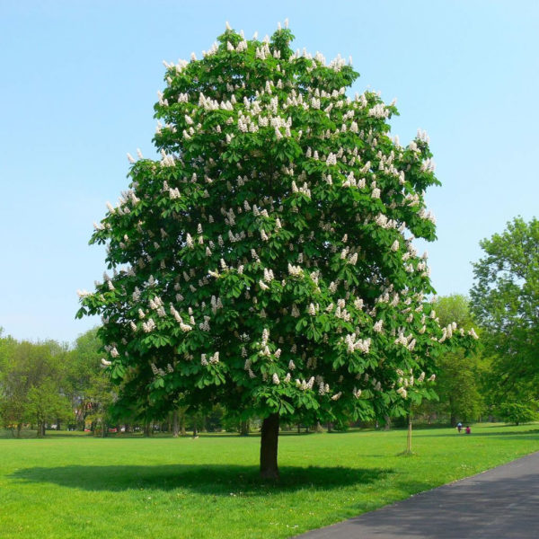 Aesculus hippocastanum