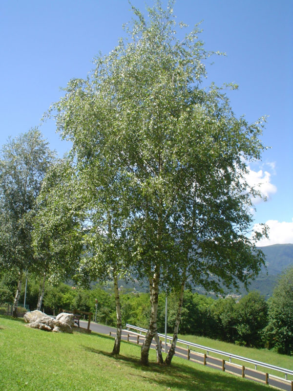 Bedulita_-_Betulla