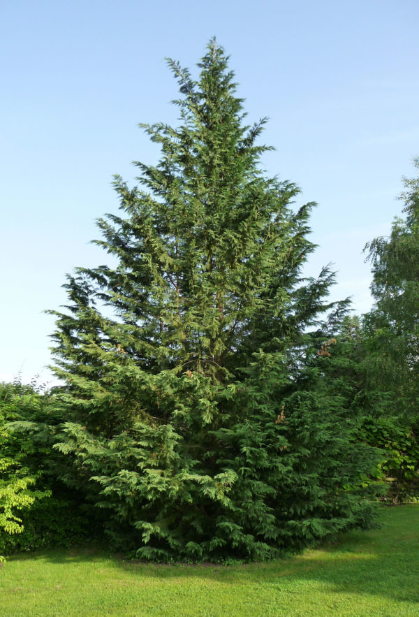 Cupressocyparis_leylandii