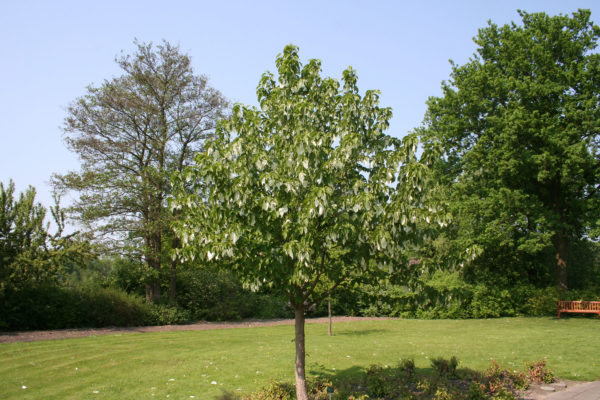 Davidia_involucrata_5490_1