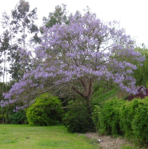 Paulownia-tomentosa-at-Plantstoplant-1-zoom