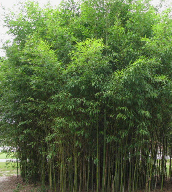 phyllostachys-aurea-1