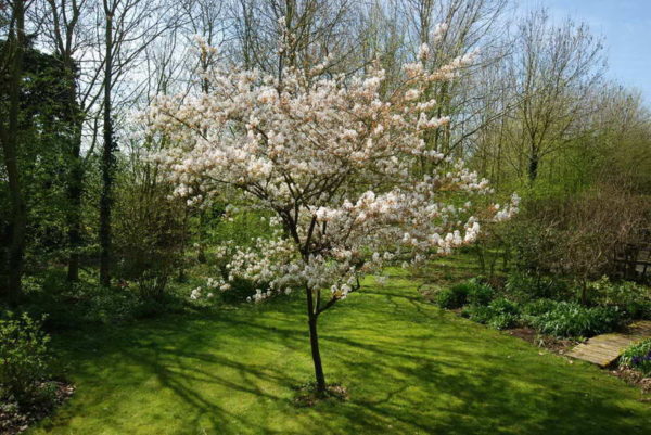 Amelanchier lamarckii