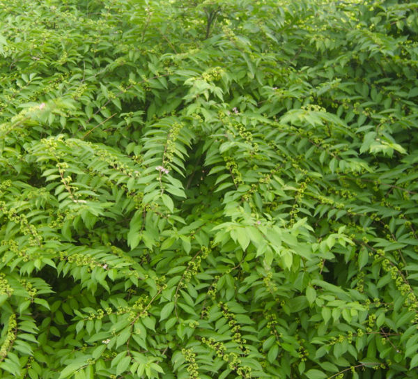 Callicarpa_dichotoma0