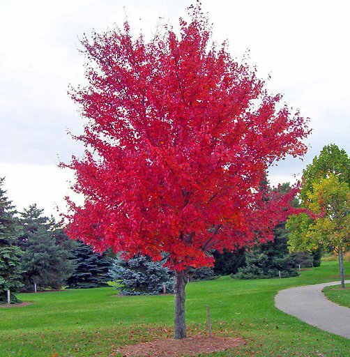 acero rosso