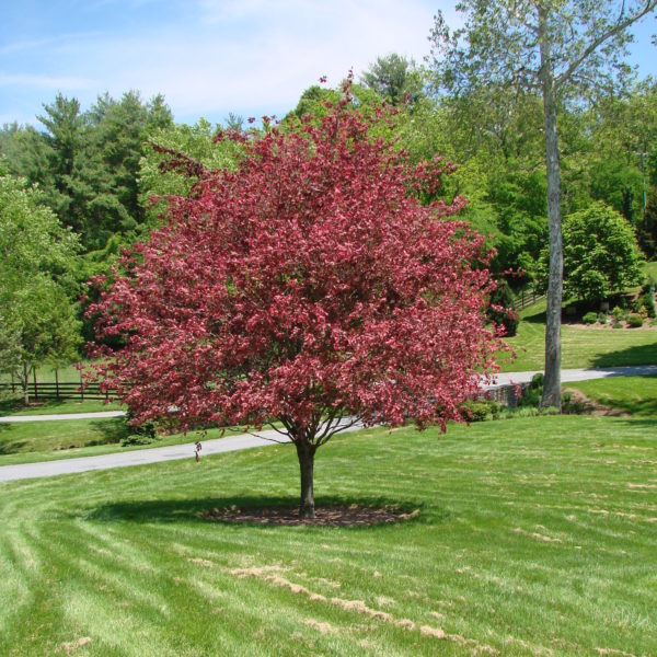 fagus tricolor (2)