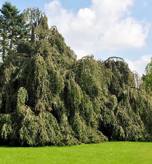 fagus_sylvatica_pendula