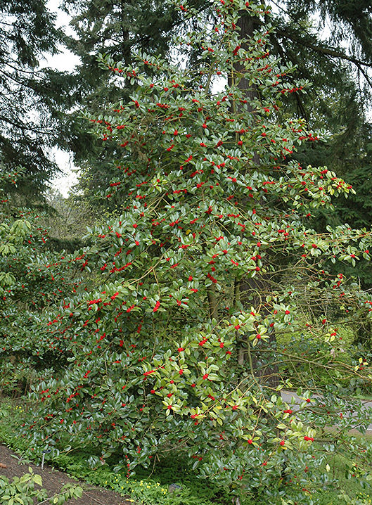 ilex_koehneana