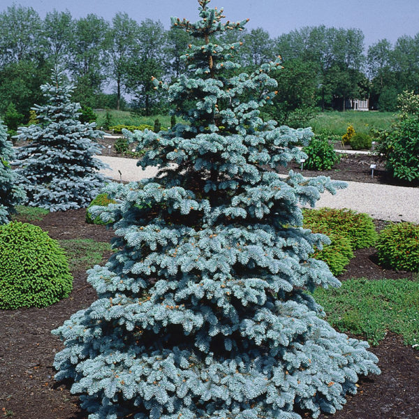 Picea pungens 1