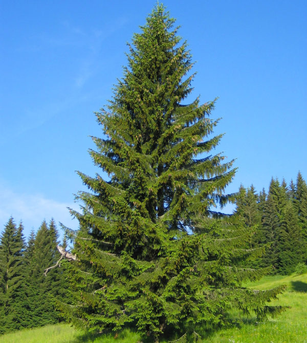 Picea_abies