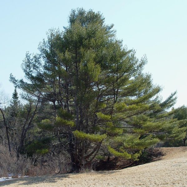Pinus Strobus