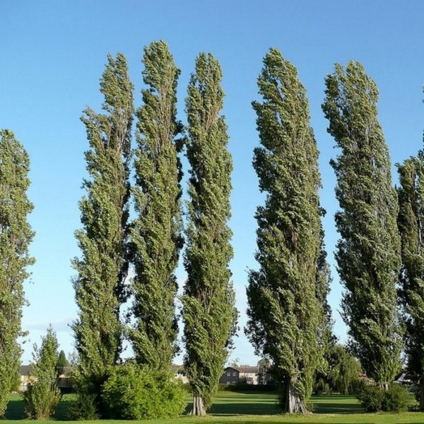 Populus nigra