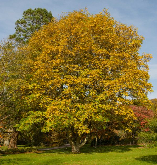 Pterocarya-fraxinifolia-1