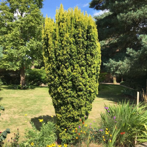 Taxus baccata 1