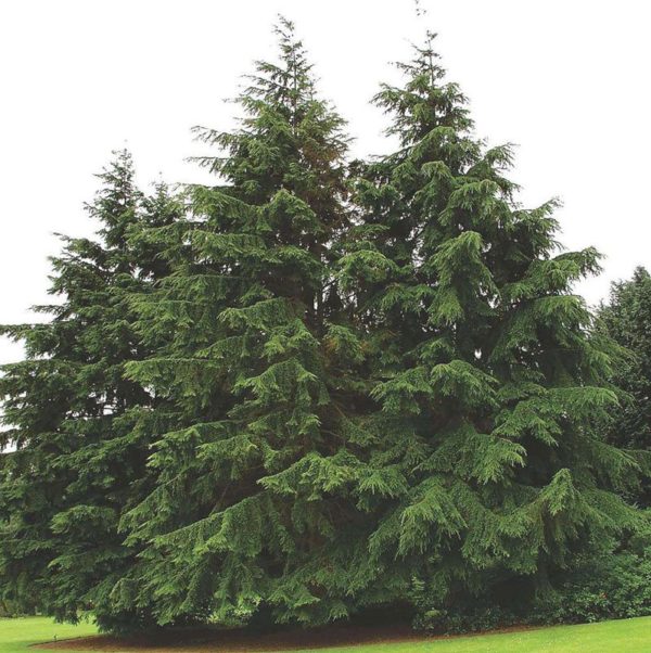 Tsuga canadensis 1