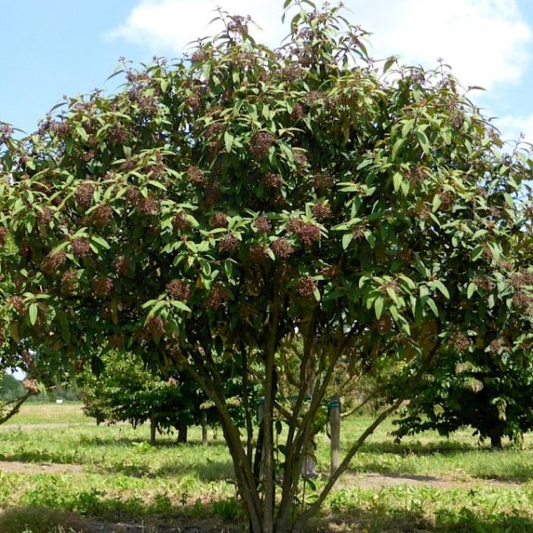 Viburnum rhytidophyllum
