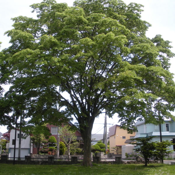 Zelkova serrata
