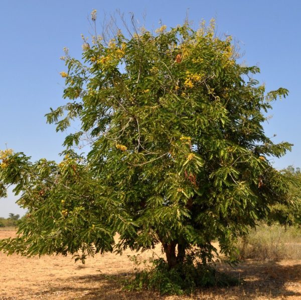 Ziziphus jujuba 0
