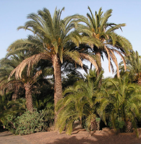 palma 1