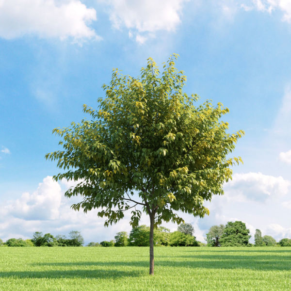 Acer negundo1