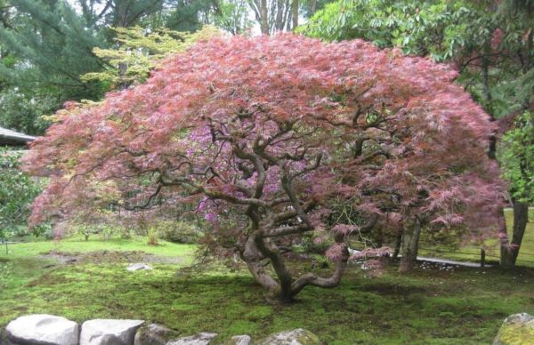Acer palmatum Dissectum