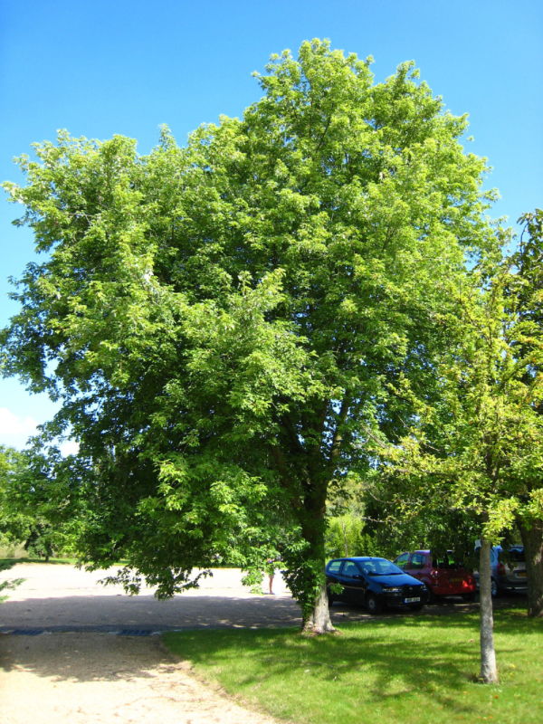 Acer saccharinum 3ù
