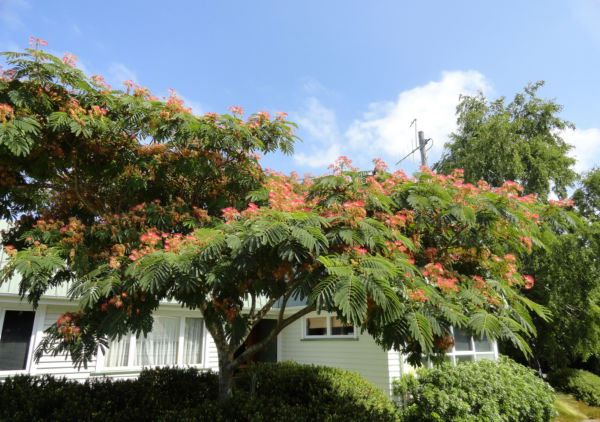 Albizia julibrissin3