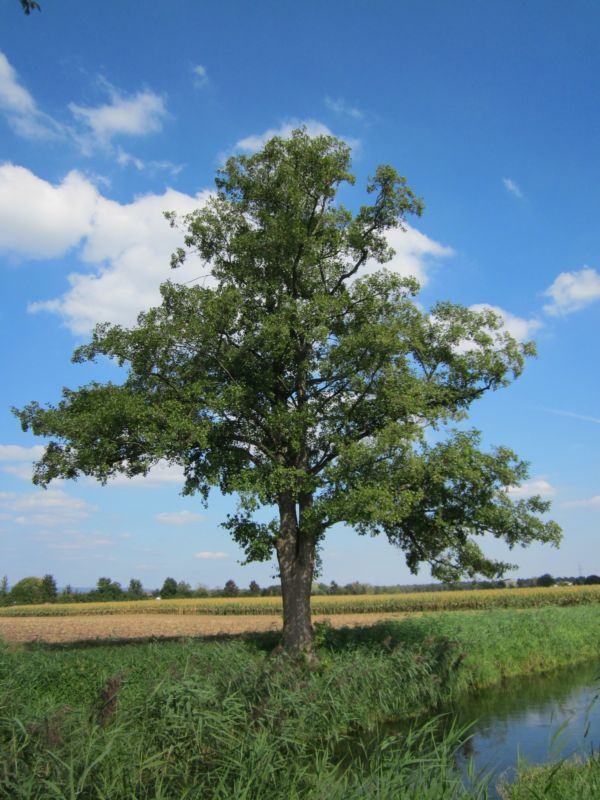 Alnus glutinosa1