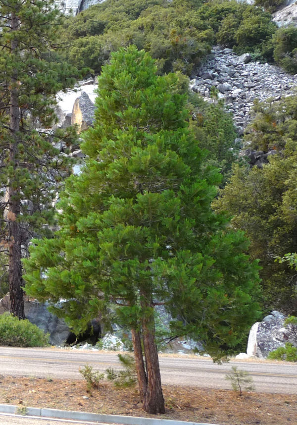 Calocedrus decurrens3