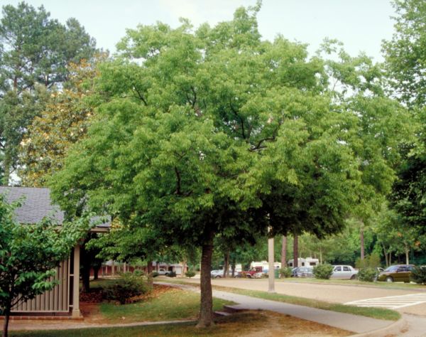 Celtis australis1