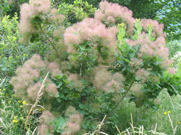 Cotinus coggigria1