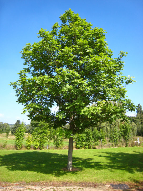 Fraxinus excelsior1