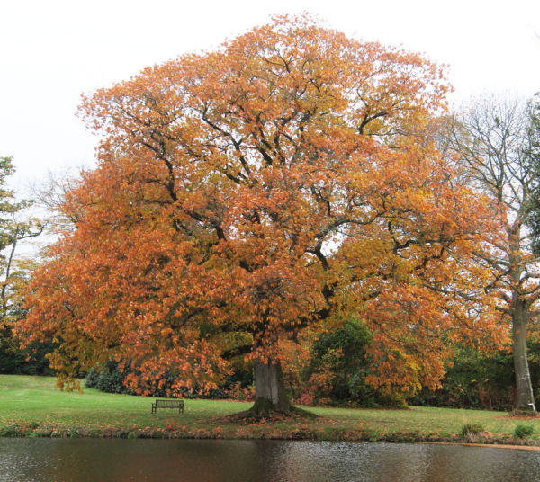 Quercus rubra3