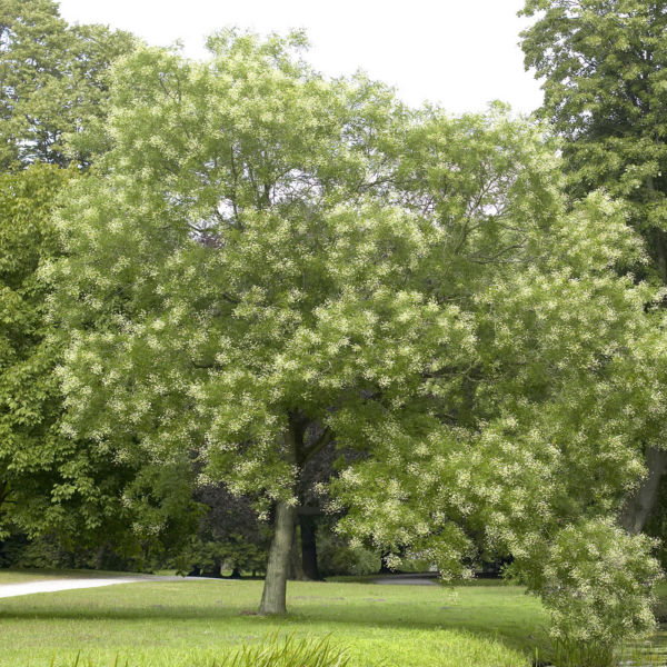 Sophora japonica2
